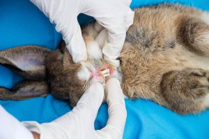 Vet examining rabbit's teeth