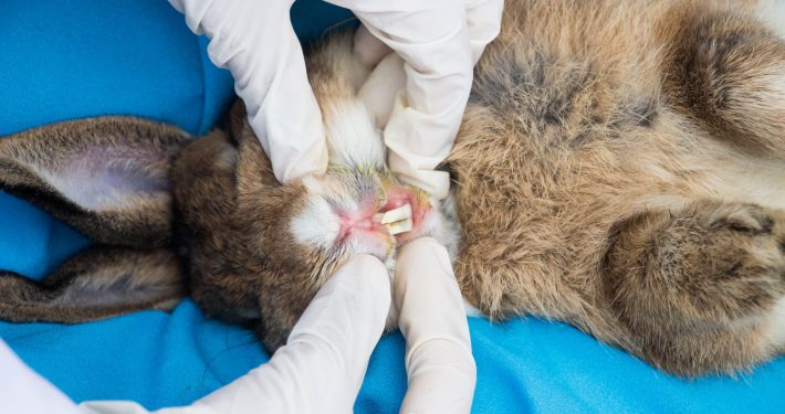 Vet examining rabbit's teeth