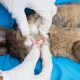 Vet examining rabbit's teeth