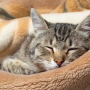 Cat sleeping