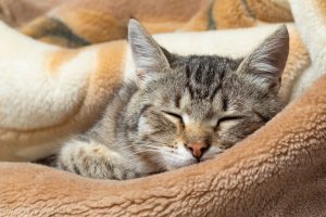 Cat sleeping Cat sleeping