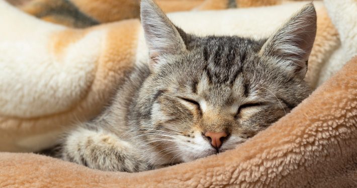 Cat sleeping