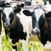 Cattle in field