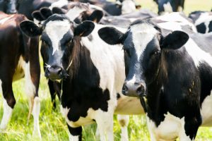 Cow black and white close up, farm animal New Zealand Cattle in field