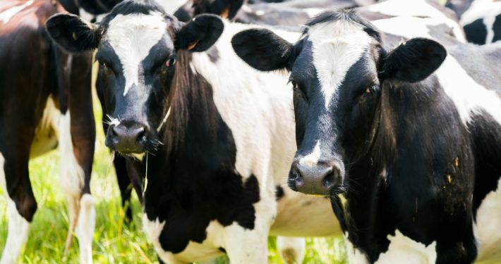 Cattle in field
