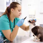 Vet examine cat in clinic