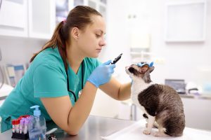 Vet examine cat in clinic Vet examine cat in clinic