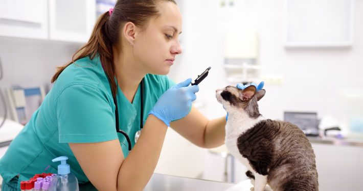 Vet examine cat in clinic