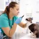 Vet examine cat in clinic