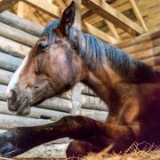 Horse resting in stable