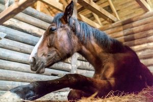 Laying in a wooden stable horse Horse resting in stable