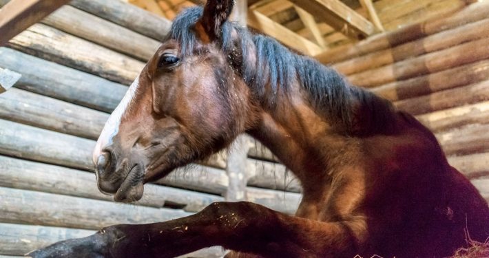 Horse resting in stable