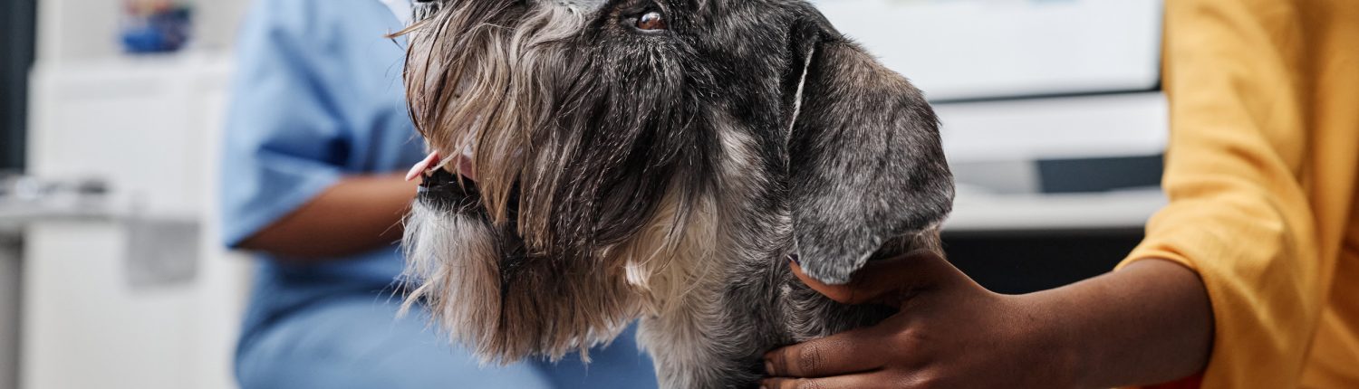 Vet examine dog in clinic