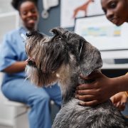 Vet examine dog in clinic