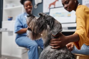 Vet examine dog in clinic Vet examine dog in clinic
