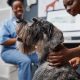 Vet examine dog in clinic
