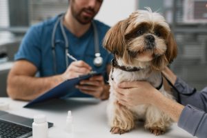 Vet examine dog in clinic with owner