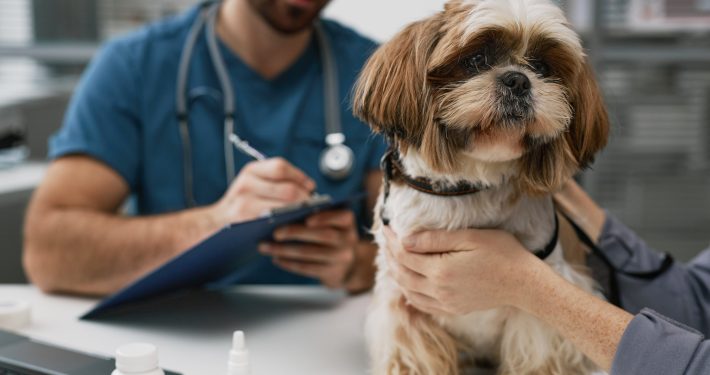 Vet examine dog in clinic with owner