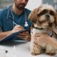 Vet examine dog in clinic with owner