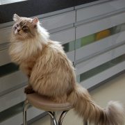 Cat on chair