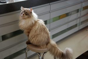 Cat on chair