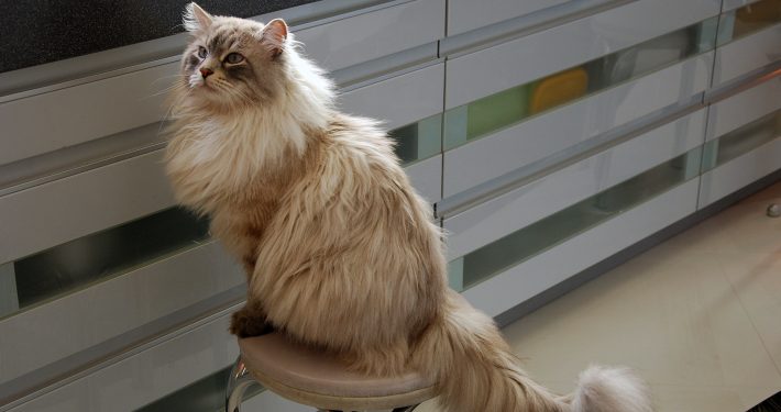 Cat on chair