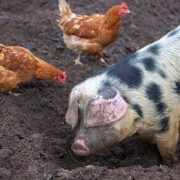 chickens and pig on farm