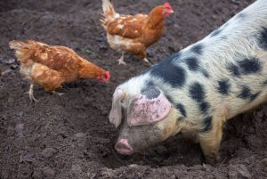 chickens and pig on farm