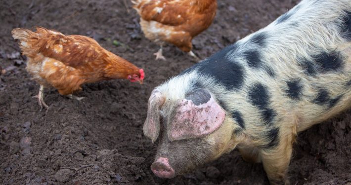 chickens and pig on farm