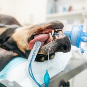Dog in surgery