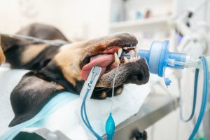 Dog in surgery