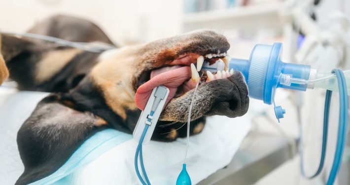 Dog in surgery