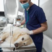 Dog lying on table in surgery