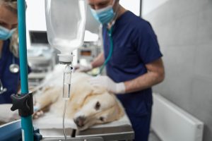 Dog lying on table in surgery