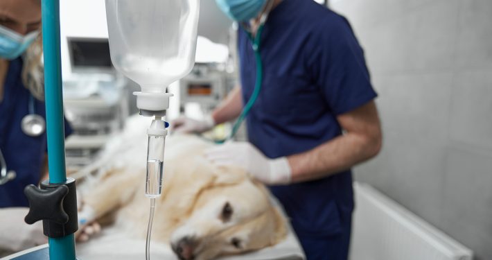 Dog lying on table in surgery
