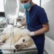 Dog lying on table in surgery