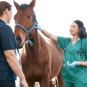 Vet talking to horse owner