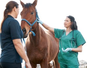 Vet talking to horse owner