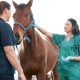 Vet talking to horse owner